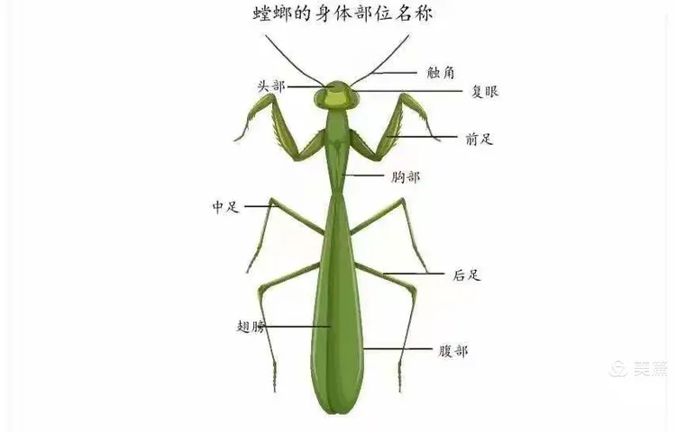 《小螳螂,你好》